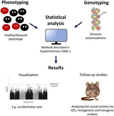 Frontiers | Genome-wide Association Studies Of Viral Infections—A Short ...